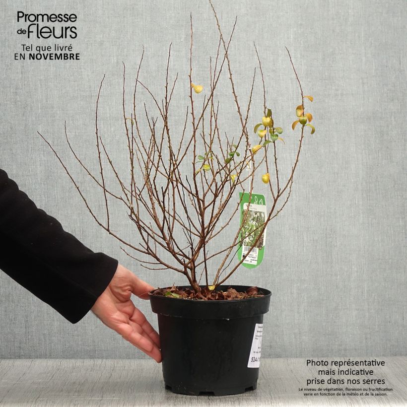 Spécimen de Spiraea prunifolia Plena - Spirée blanche Pot de 2L/3L tel que livré en automne