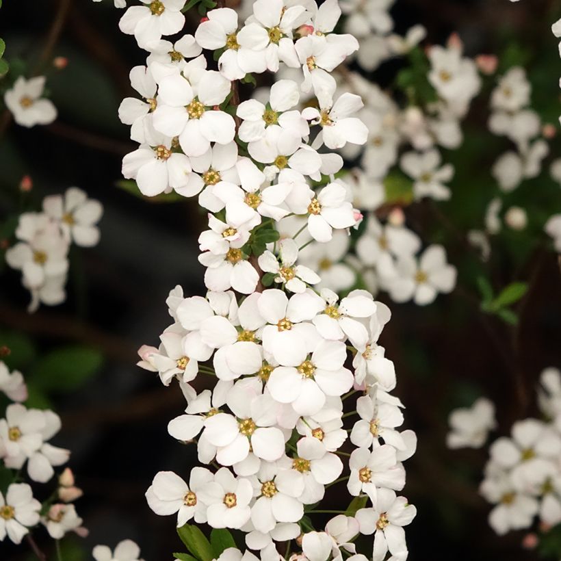 Spiraea thunbergii Fujino Pink - Spirée de Thunberg (Flowering)