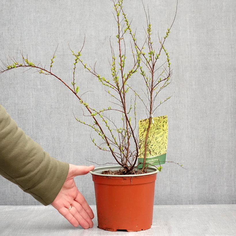 Example of Spiraea thunbergii Ogon - Spirée de Thunberg Pot de 3L/4L as you get in hiver