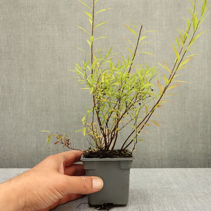 Spécimen de Spiraea thunbergii - Spirée de Thunberg Godet de 8/9 cm tel que livré au printemps