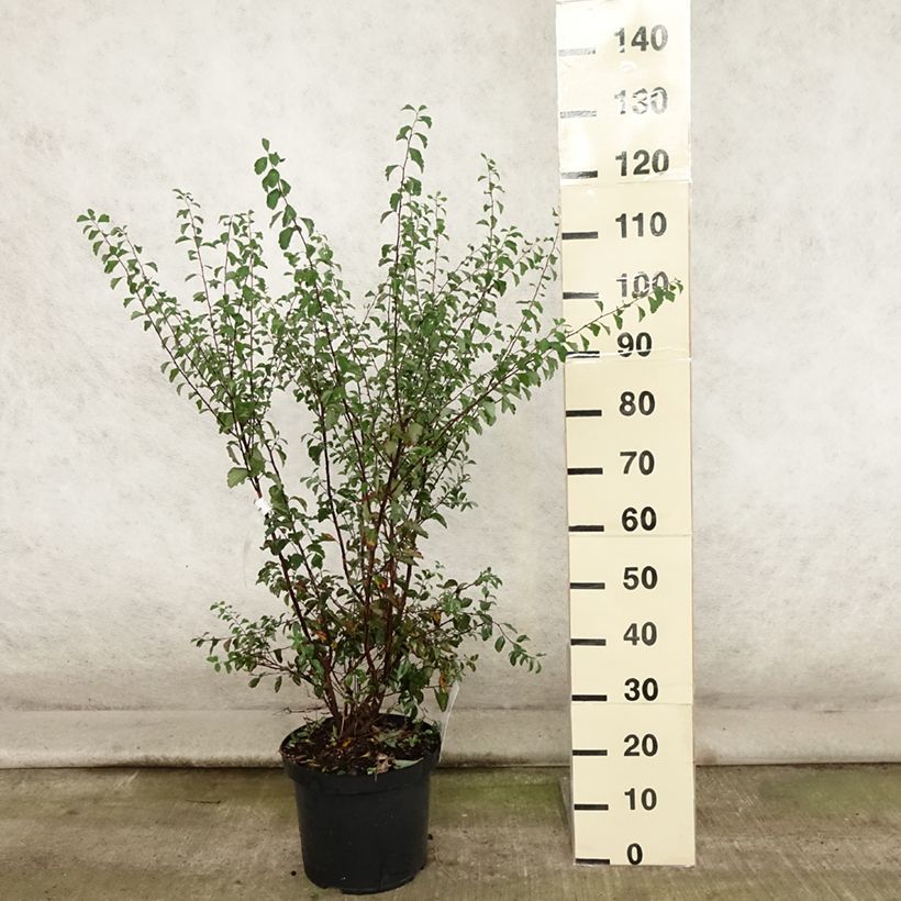 Spécimen de Spiraea vanhouttei - Spirée de Van Houtte Pot de 6L/7L tel que livré en été