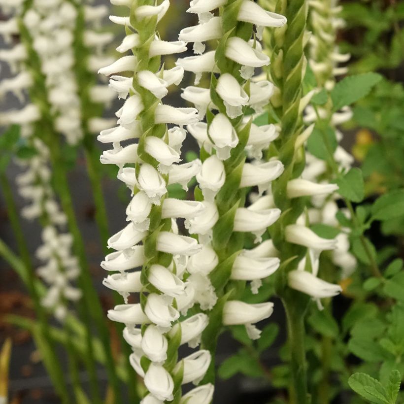 Spiranthes Chadd's Ford - Orchidée terrestre (Floraison)