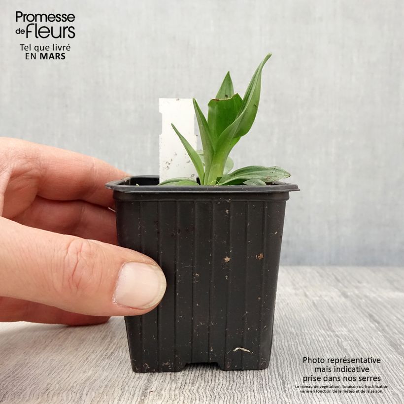 Spécimen de Spiranthes Chadd's Ford - Orchidée terrestre Godet de 8/9 cm tel que livré au printemps