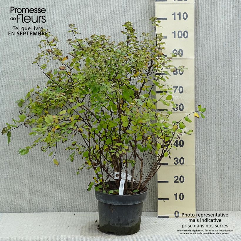 Spécimen de Spirée à feuilles de bouleau Tor - Spiraea betulifolia Pot de 7,5L/10L tel que livré en automne