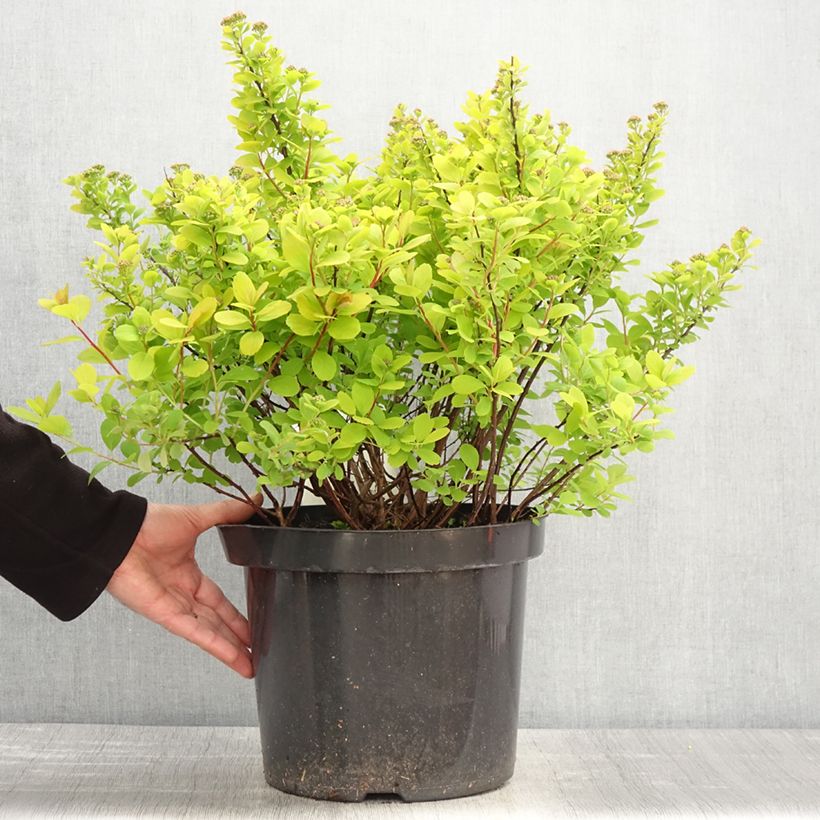 Example of Spirée à feuilles de bouleau Tor Gold - Spiraea betulifolia Pot de 7,5L/10L as you get in printemps