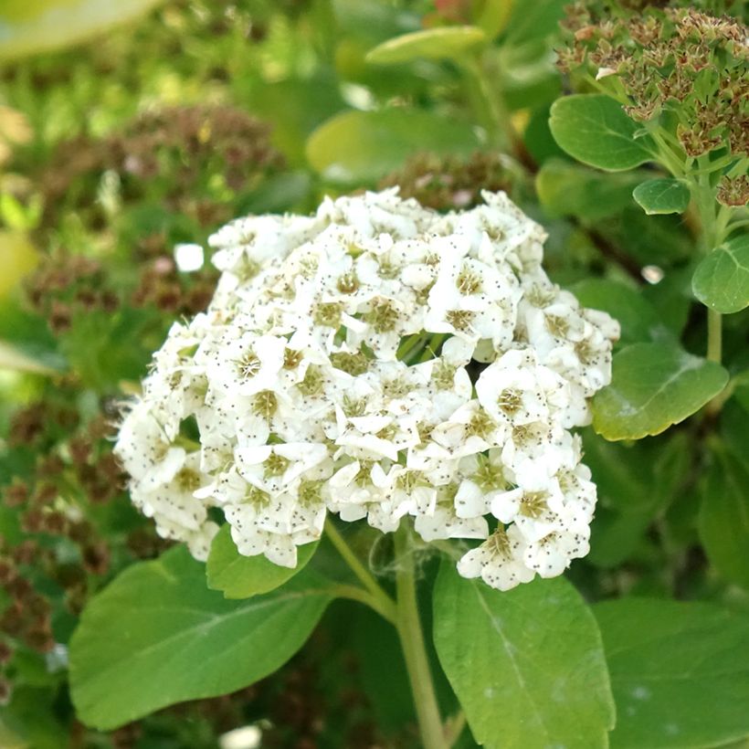 Spirée à feuilles de bouleau Tor Gold - Spiraea betulifolia (Flowering)