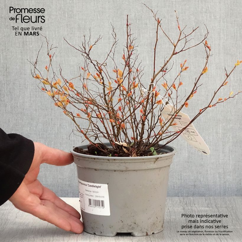 Spécimen de Spirée dorée - Spiraea japonica Candlelight Pot de 2L/3L tel que livré au printemps