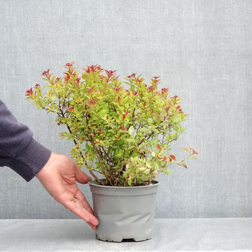 Example of Spirée du japon Merlo Gold- Spiraea japonica Pot de 2L/3L as you get in printemps