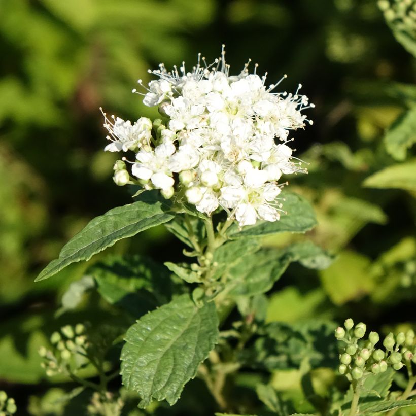 Spirée japonaise Albiflora - Spiraea japonica (Flowering)
