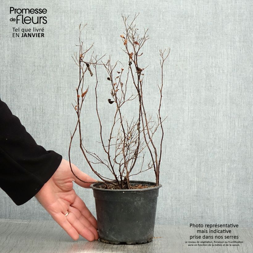 Example of Spirée japonica Anthony Waterer - Spiraea japonaise Pot de 1L/1,5L as you get in hiver