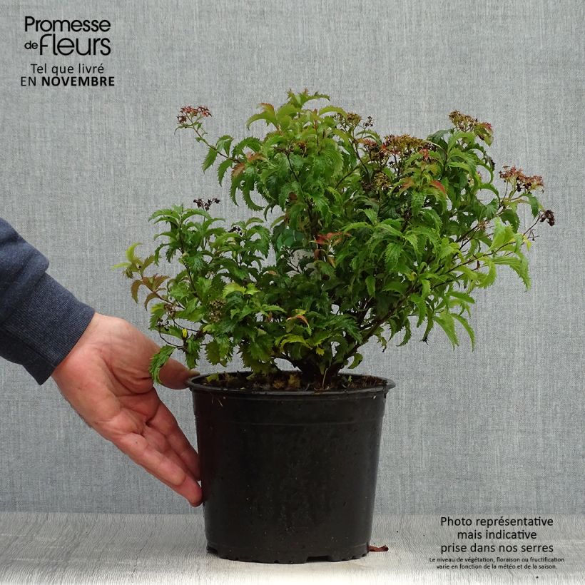 Spécimen de Spirée japonaise Crispa  - Spirée japonaise Pot de 1,5L/2L tel que livré en automne