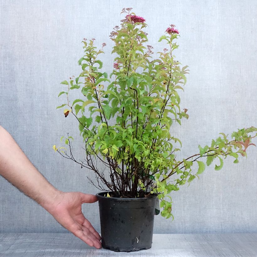 Spécimen de Spirée japonaise Crispa  - Spirée japonaise Pot de 1,5L/2L tel que livré en été