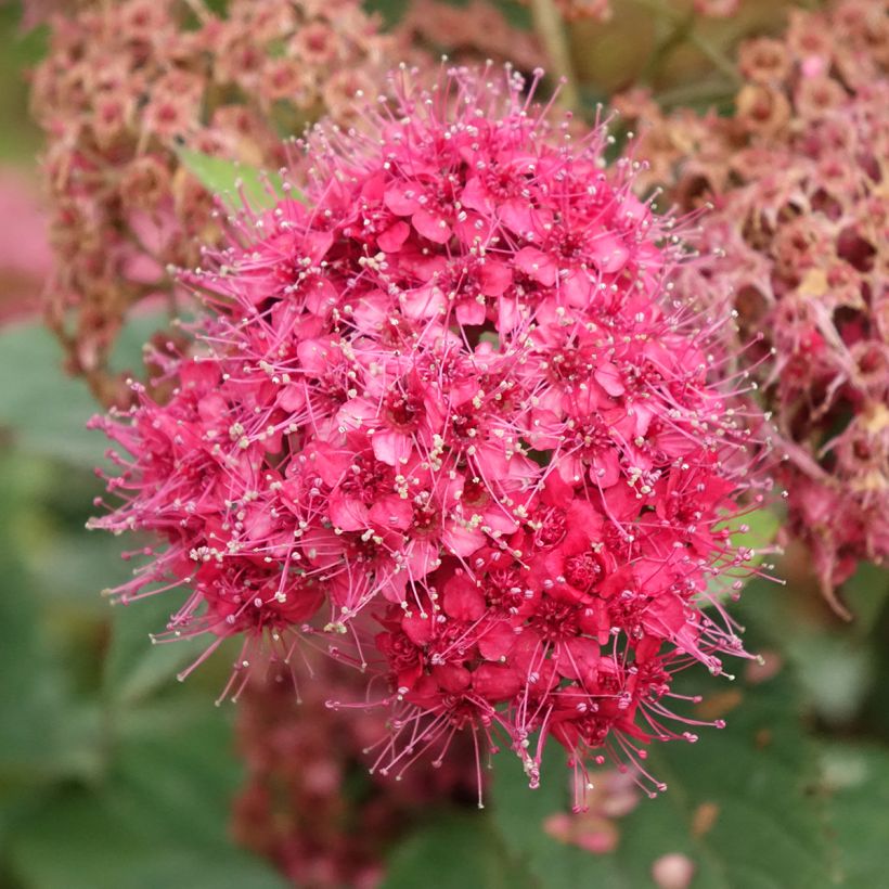 Spirée japonaise Double Play Doozie - Spiraea japonica (Flowering)