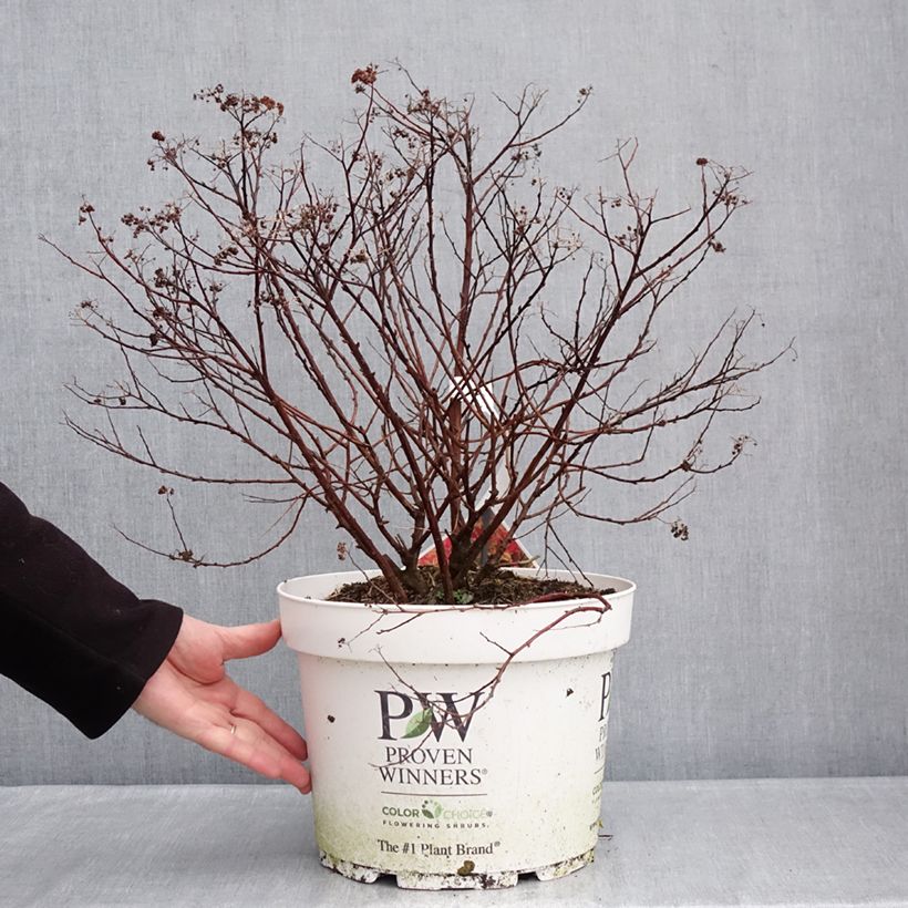 Example of Spirée japonaise Double Play Doozie - Spiraea japonica Pot de 7,5L/10L as you get in hiver
