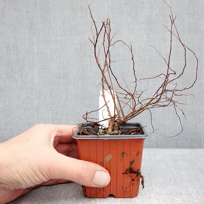 Spécimen de Spirée japonaise Goldmound -  Spiraea japonica Godet de 8/9 cm tel que livré en hiver