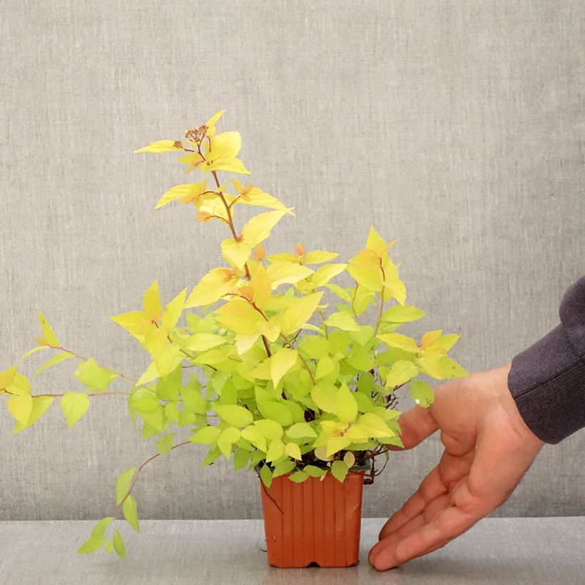 Example of Spirée japonaise Goldmound -  Spiraea japonica Godet de 8/9 cm as you get in printemps