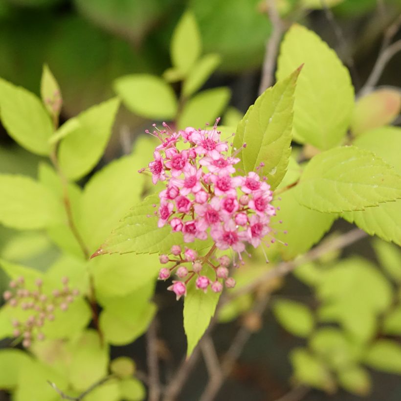 Spirée japonaise Goldmound -  Spiraea japonica (Flowering)