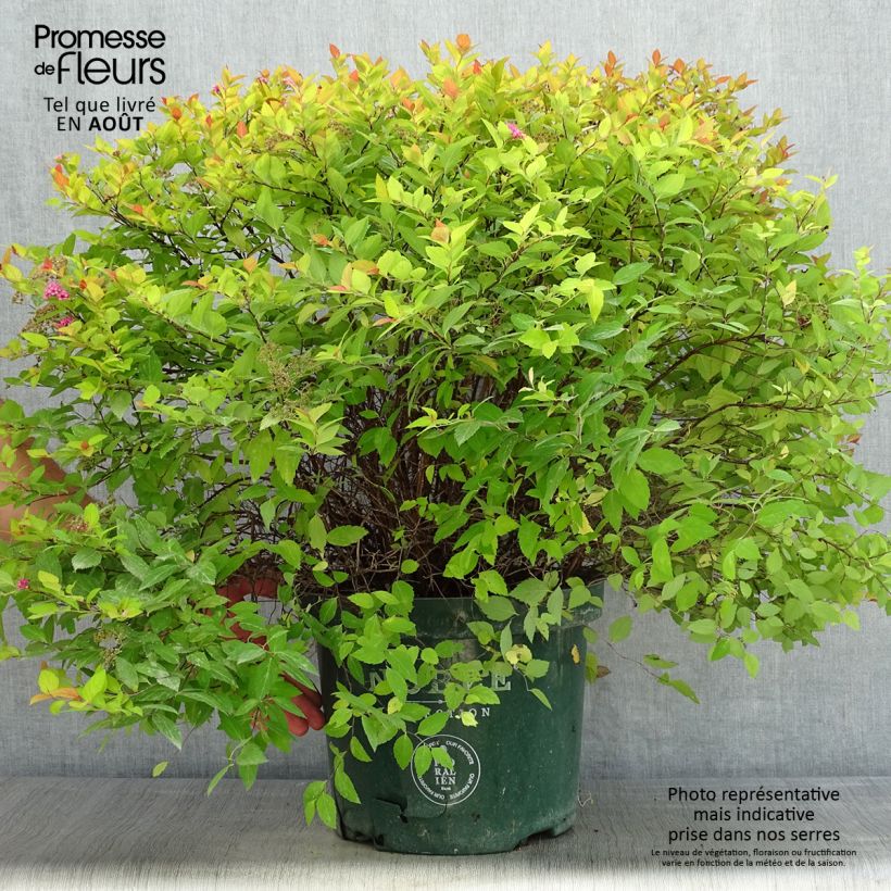 Spécimen de Spirée japonaise Magic Carpet - Spiraea japonica Pot de 4L/5L tel que livré en été