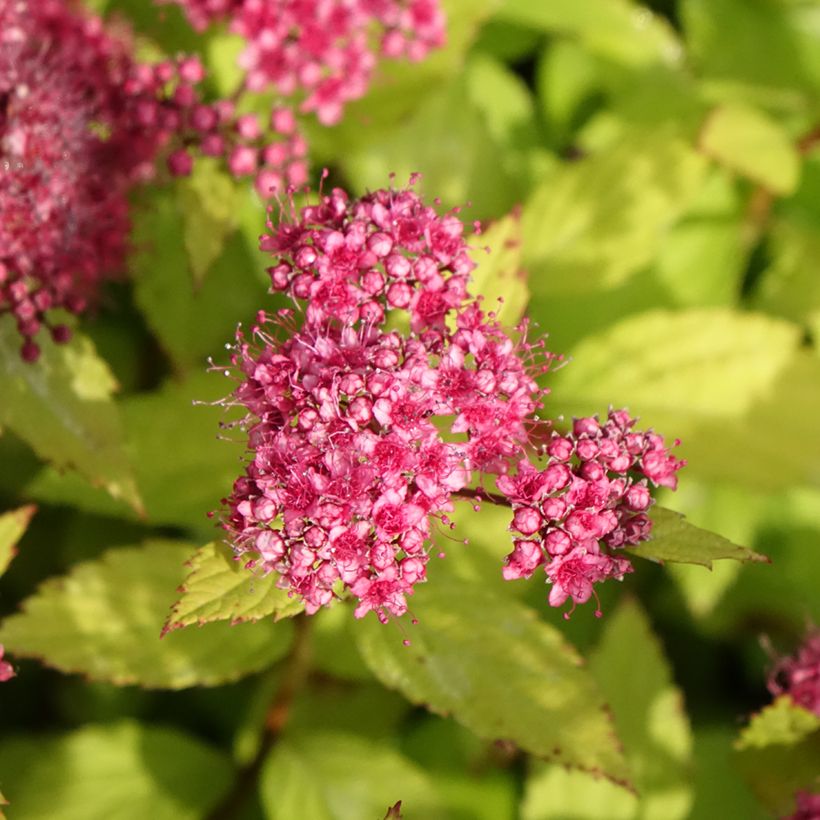 Spirée japonaise Magic Carpet - Spiraea japonica (Flowering)