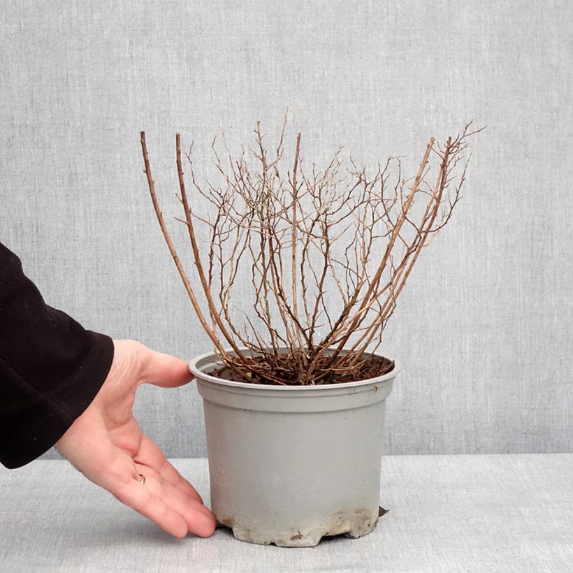 Spécimen de Spirée du japon Merlo Gold- Spiraea japonica Pot de 2L/3L tel que livré en hiver