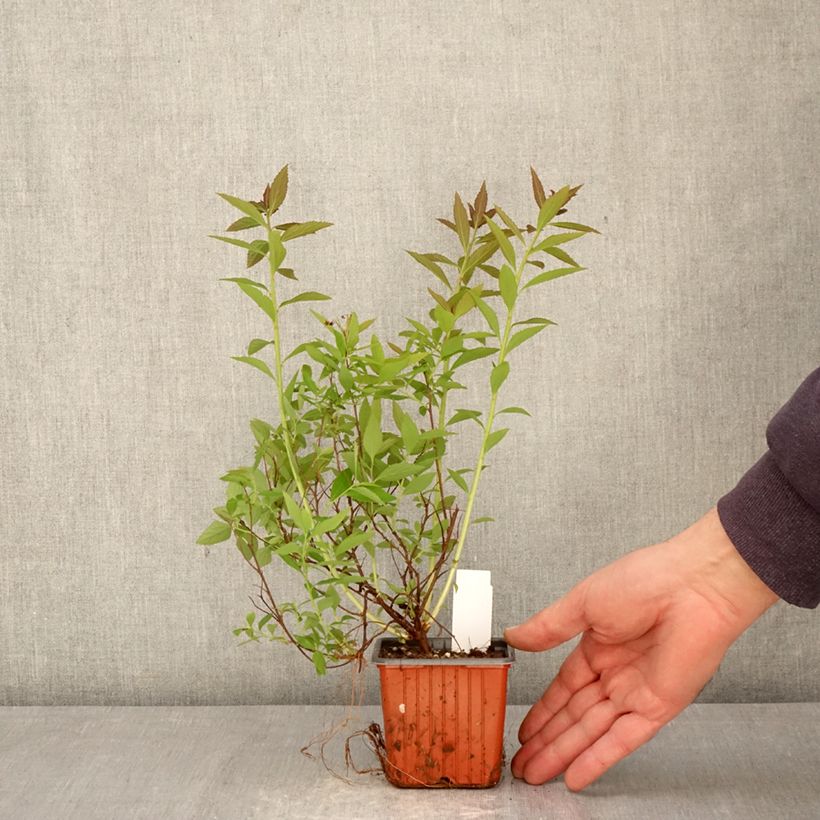 Spécimen de Spirée japonaise Shirobana - Spiraea japonica Godet de 8/9 cm tel que livré au printemps