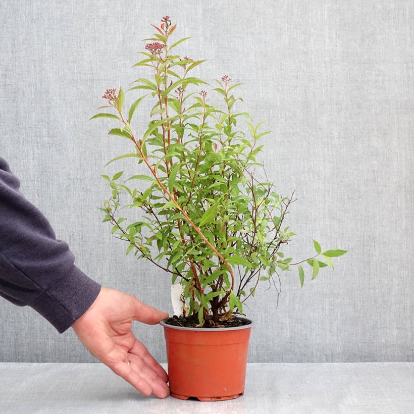 Spécimen de Spirée japonaise - Spiraea japonica Dart's Red Pot de 1L/1,5L tel que livré au printemps