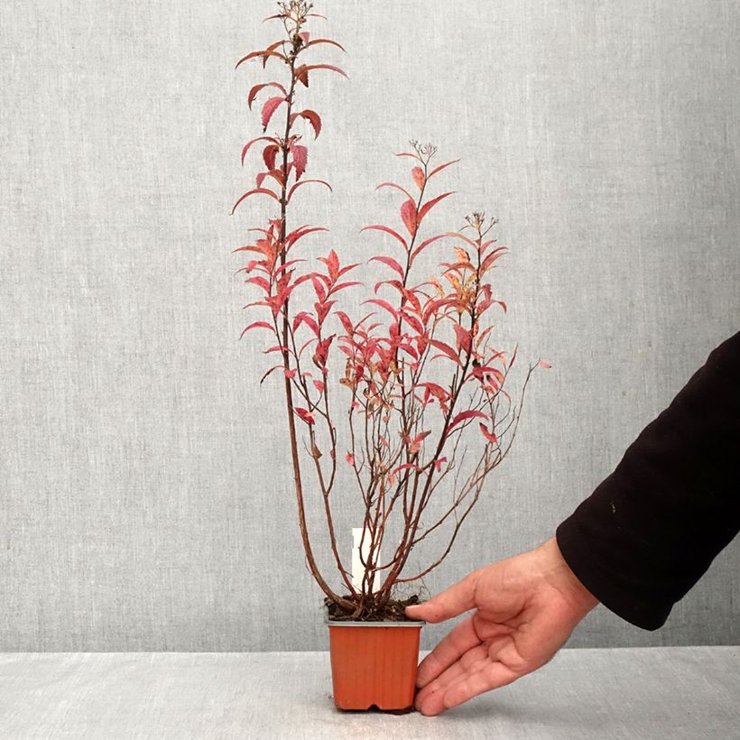 Spécimen de Spirée japonaise - Spiraea japonica Dart's Red Godet de 8/9 cm tel que livré en automne