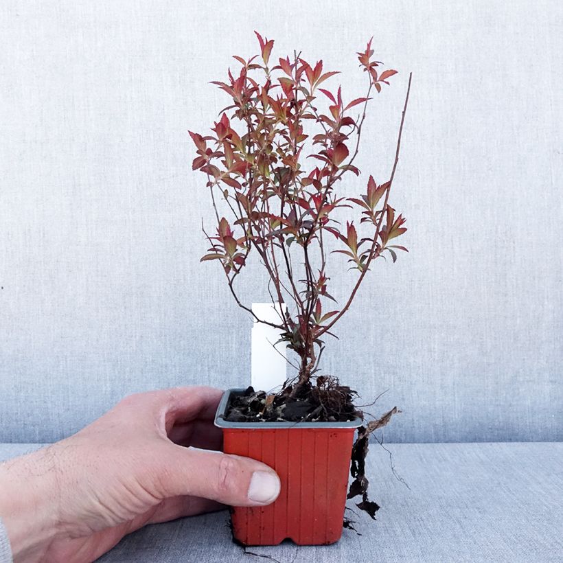 Spécimen de Spirée japonaise - Spiraea japonica Dart's Red Godet de 8/9 cm tel que livré au printemps