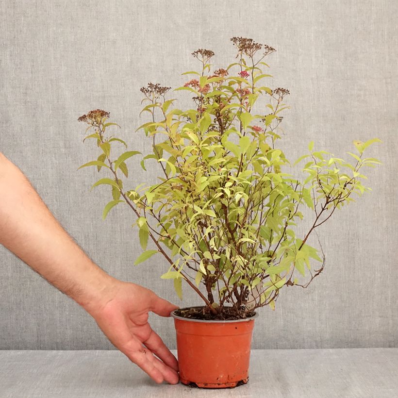 Spécimen de Spirée japonaise - Spiraea japonica Dart's Red Pot de 1L/1,5L tel que livré en été