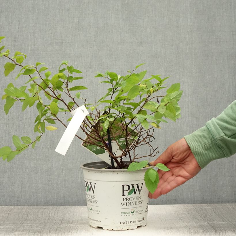 Spécimen de Spirée japonaise - Spiraea japonica Double Play Big Bang Pot de 2L/3L tel que livré en été