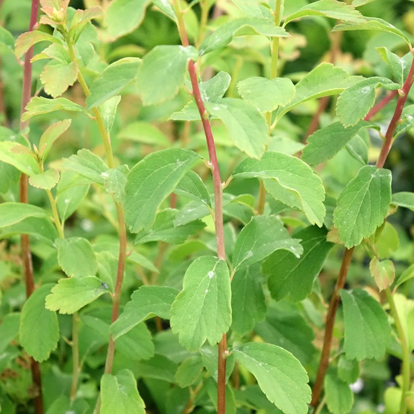 Spirée japonaise - Spiraea nipponica Halward's Silver (Foliage)