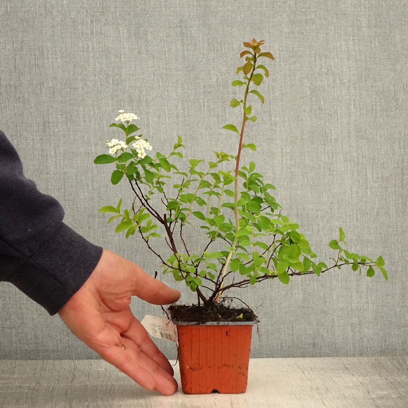 Example of Spirée japonaise - Spiraea nipponica Halward's Silver Godet de 8/9 cm as you get in printemps