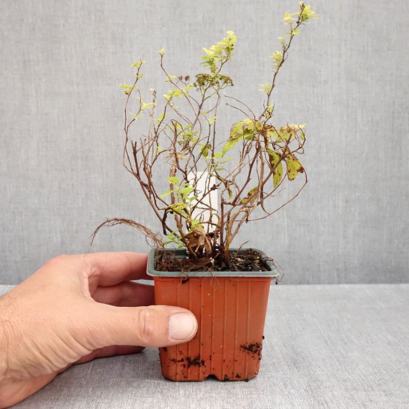 Spécimen de Spirée japonaise White Gold - Spiraea japonica Godet de 8/9 cm tel que livré en automne