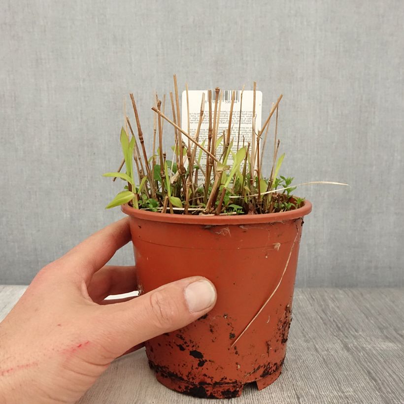 Example of Spodiopogon sibiricus West Lake - Graminée d'ornement Pot de 1L/1,5L as you get in printemps