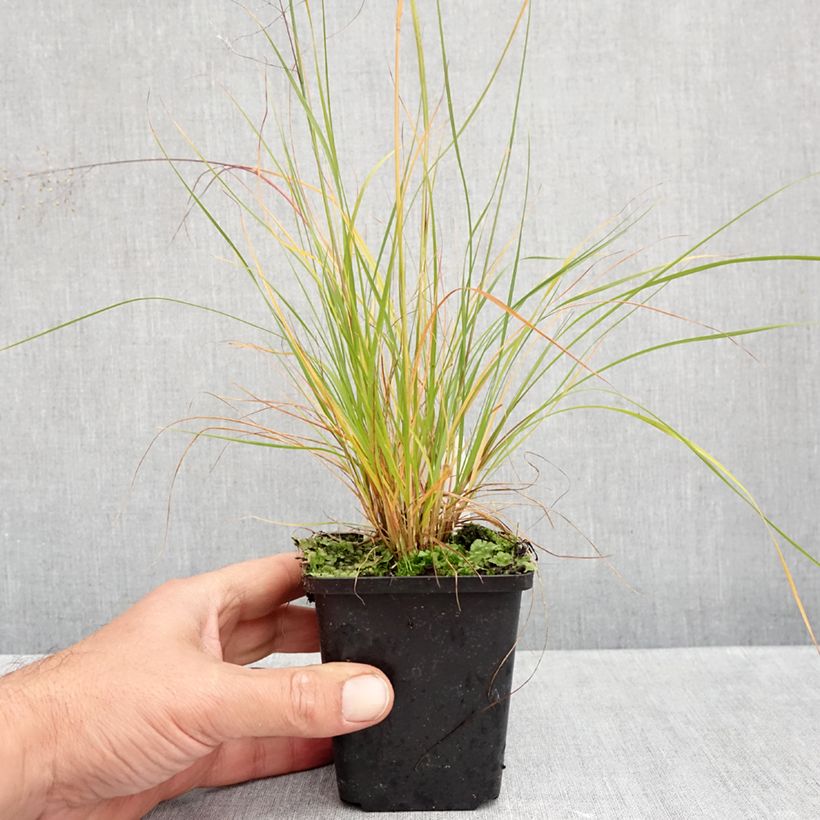 Spécimen de Sporobolus heterolepis Cloud - Graminée Sporobole à glumes inégales Godet de 8/9 cm tel que livré en automne