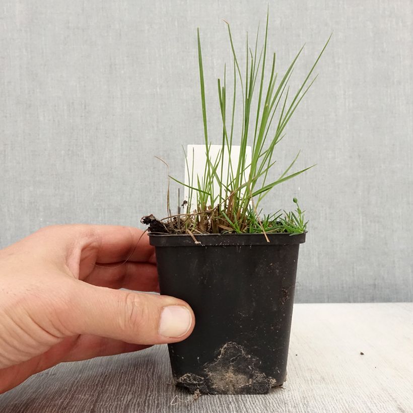 Example of Sporobolus heterolepis Cloud - Graminée Sporobole à glumes inégales Godet de 8/9 cm as you get in printemps