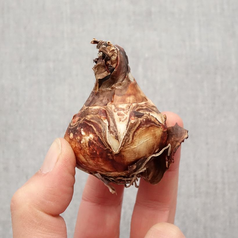 Spécimen de Sprekelia formosissima - Lis de St Jacques Bulbe calibre 16+ tel que livré au printemps