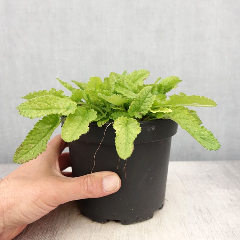 Example of Stachys monieri Hummelo - Epiaire Pot de 2L/3L as you get in printemps