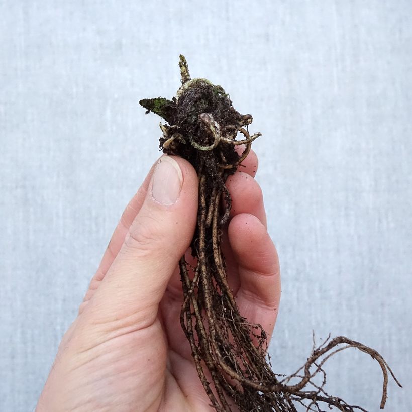 Example of Stachys monieri Hummelo - Epiaire Racines nues, Qualité Extra équivalant à un pot de 2L as you get in hiver