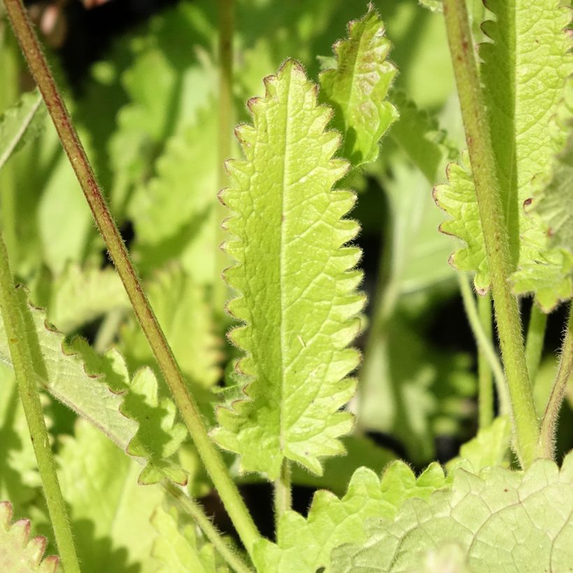 Stachys monieri Rosea - Epiaire (Foliage)
