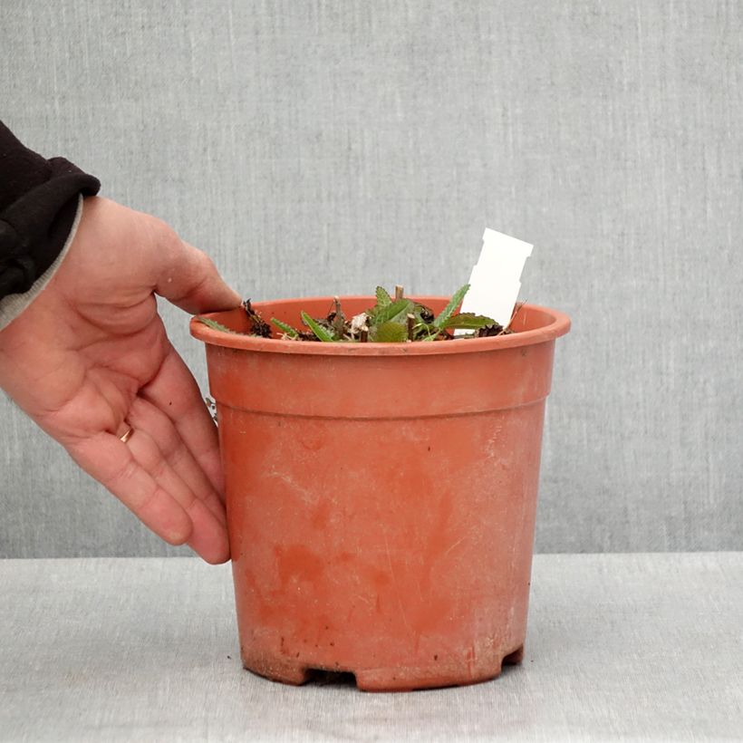 Example of Stachys officinalis Pink Cotton Candy - Bétoine officinale Pot de 2L/3L as you get in printemps