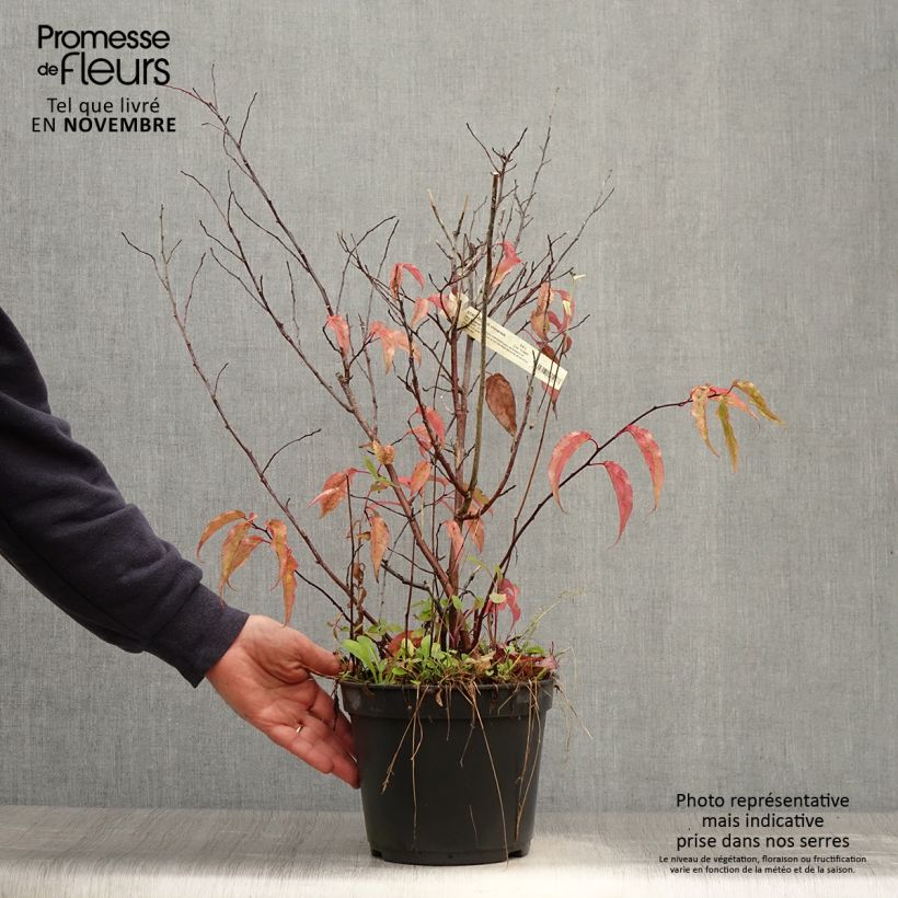 Spécimen de Stachyurus chinensis Joy Forever Pot de 2L/3L tel que livré en automne