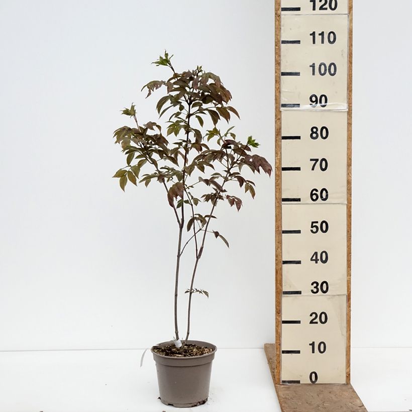 Spécimen de Staphylea colchica Black Beauty - Faux pistachier Pot de 4L/5L tel que livré au printemps