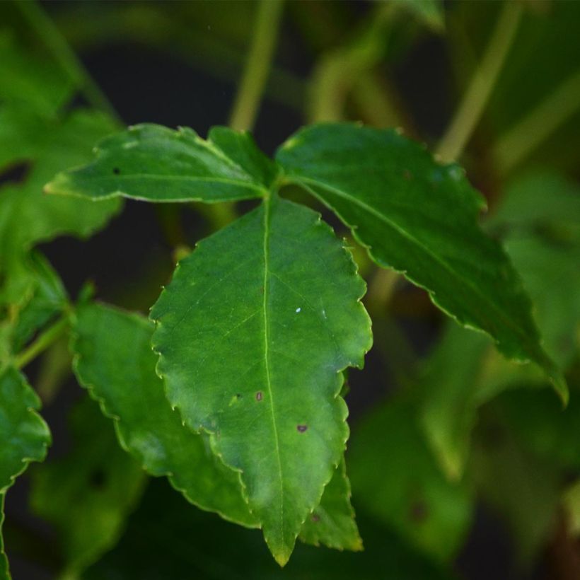 Staphylea colchica - Faux pistachier (Foliage)