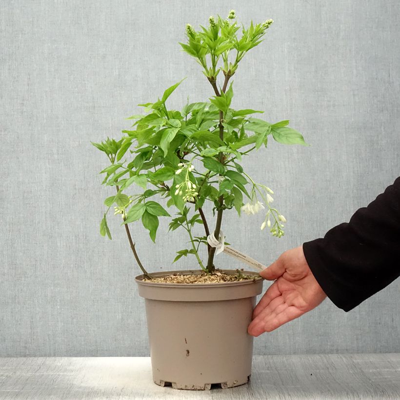 Example of Staphylea pinnata - Faux pistachier Pot de 3L/4L as you get in printemps