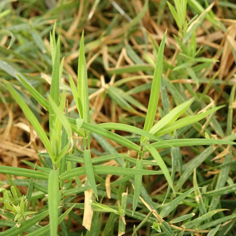 Stellaria (Rabelera) holostea - Stellaire holostée (Foliage)