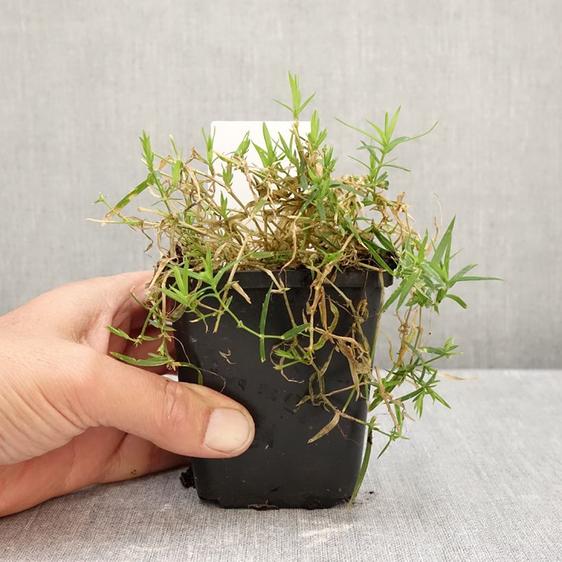 Spécimen de Stellaria (Rabelera) holostea - Stellaire holostée Godet de 8/9 cm tel que livré en automne