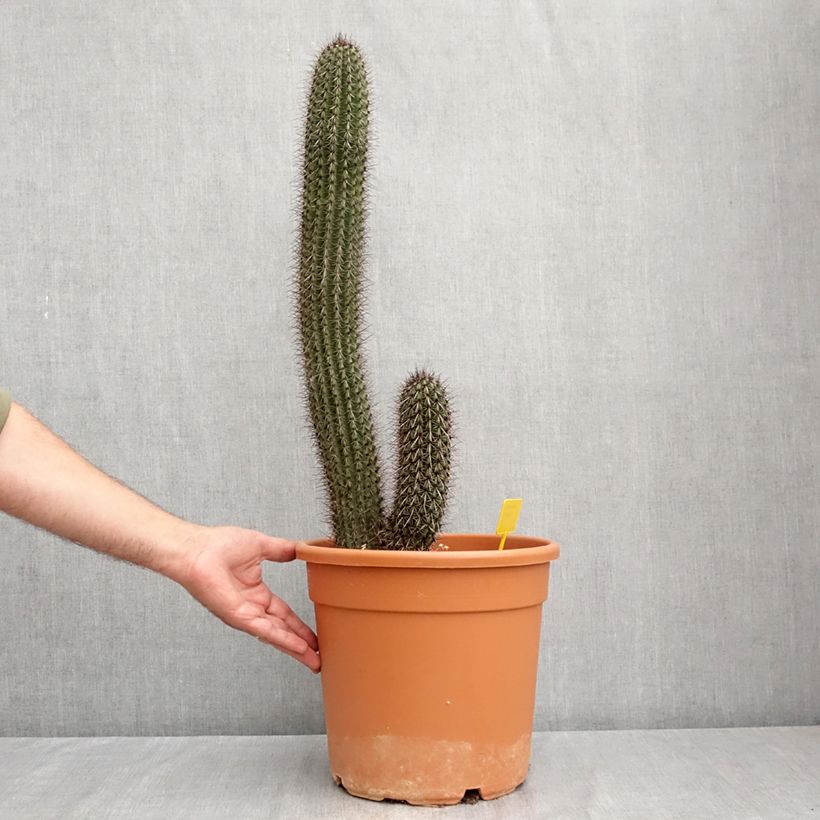 Spécimen de Stenocereus thurberi - Cactus orgue Pot de 7,5L/10L tel que livré en été