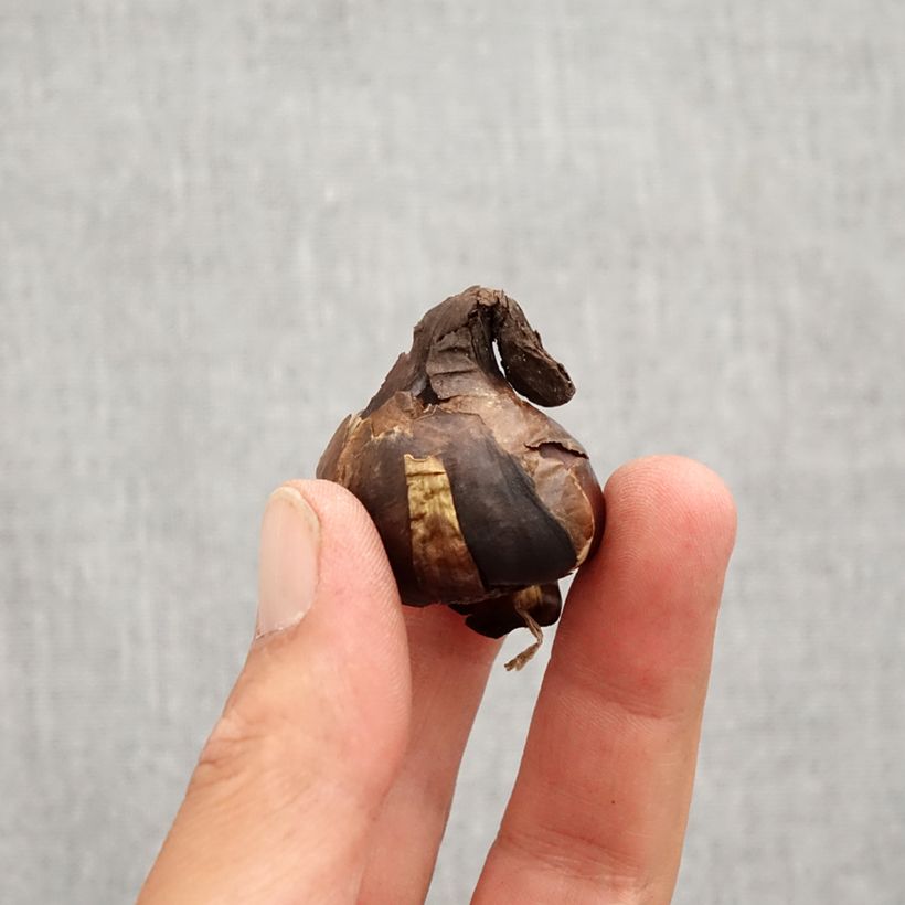 Spécimen de Sternbergia lutea - Faux crocus d'automne - Bulbe Bulbe calibre 10+ tel que livré en automne