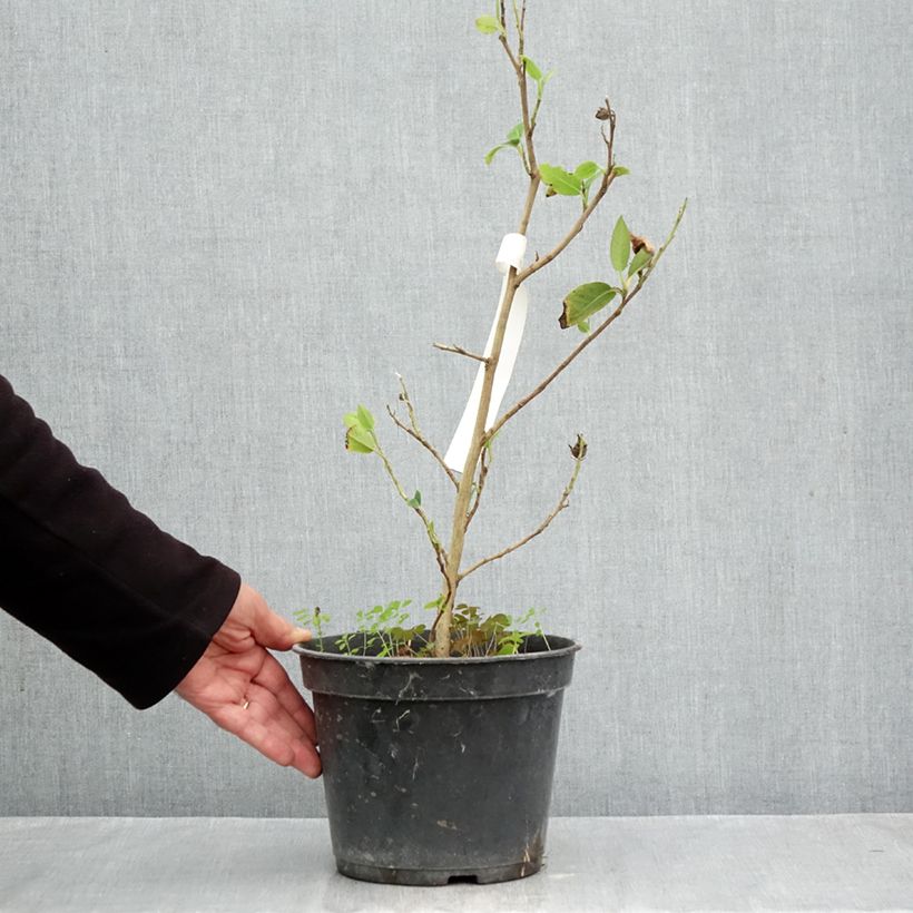Spécimen de Stewartia pteropetiolata Pot de 4L/5L tel que livré en automne